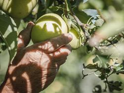 Guida ai frutteti con degustazione di mele a Postal (in lingua tedesca)
