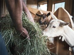 Sopra la panca la capra campa (estate per bambini)