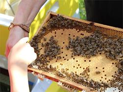 Die wunderbare Welt der Honigbiene
