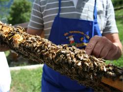 Associazione apicoltori di Parcines
