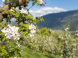 Merano Flower Festival a Naturno: Festa di primavera a Naturno