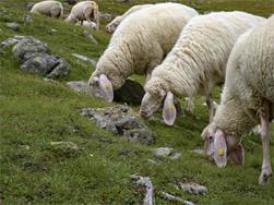 Vom Schaf zur Wolle (Psairer Langis)