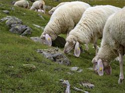 Vom Schaf zur Wolle (Psairer Herbst)