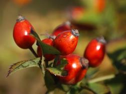Wildfrüchte im Ultner Herbst - Delikates und Heilsames aus der Natur