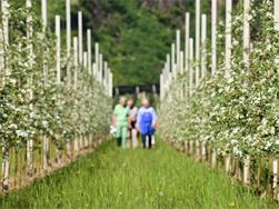 Spring hike through the flowering orchards: enjoy in nature