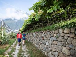 Weinbergwanderung von Dorf Tirol nach Meran