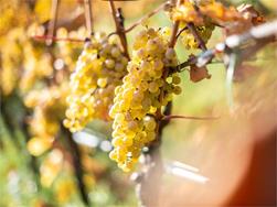 Vino & Gourmet - delizioso autunno a Naturno: 15/10 - 20/11/2022