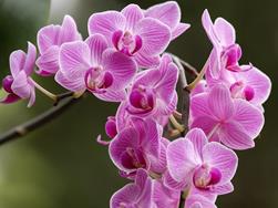 Viviana Lorenzini: Il fantastico mondo delle orchidee