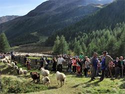 Sheep herding in Maso Corto
