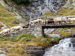 Il rientro delle pecore dalla Valle Zieltal