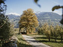 Hike from Dorf Tirol/Tirolo to Schenna/Scena