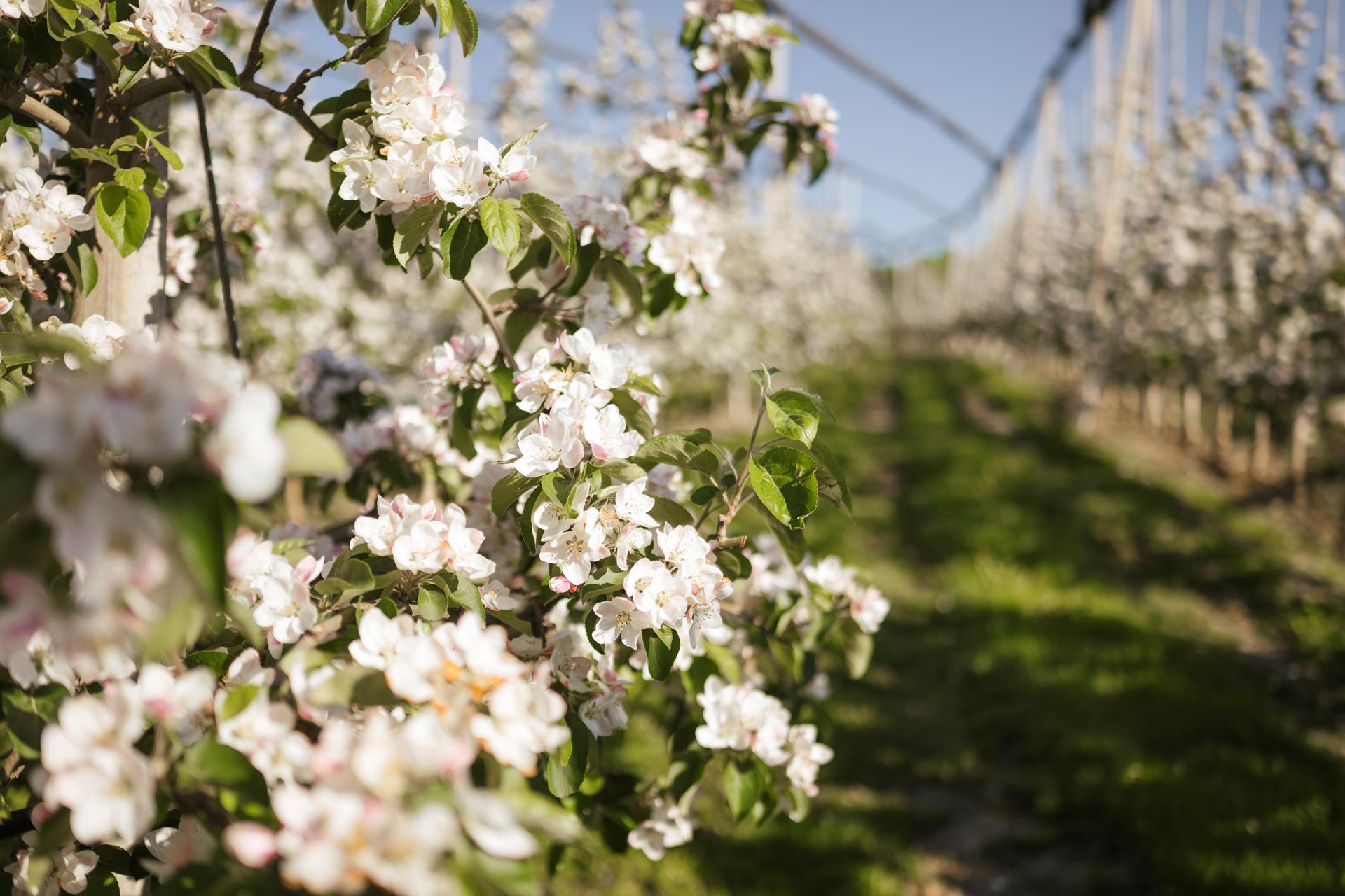 250430082241idm-suedtirolsuedtiroler-apfelkonsortiumarmin-terzer