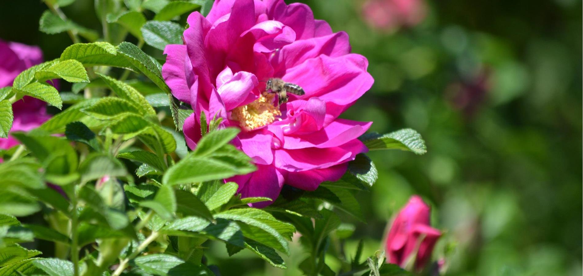 Apfelrose - Rosa Rugosa