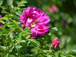 Rosa Rugosa