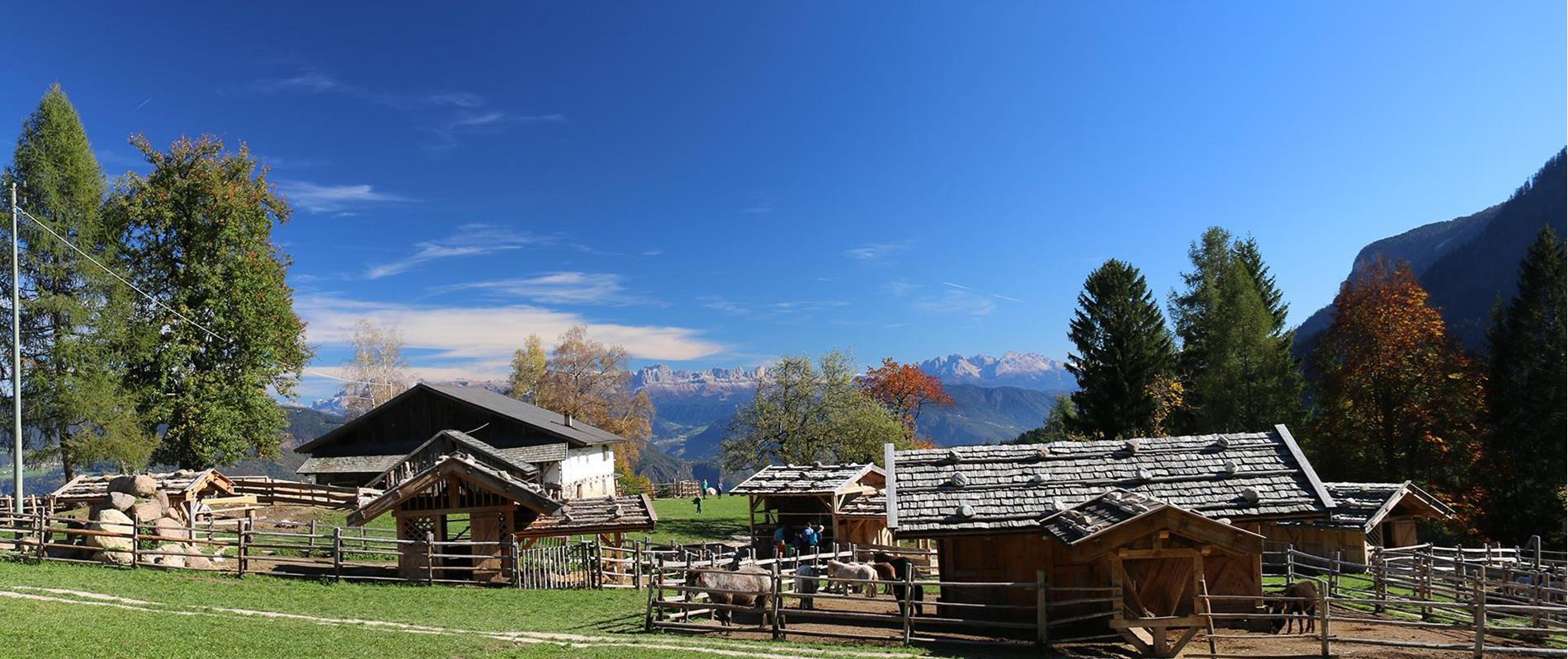 Tierwelt Rainguthof