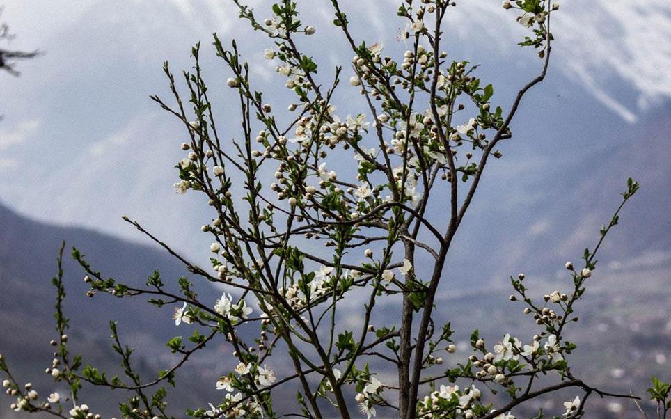 marieke-dammann-natur-pflanze