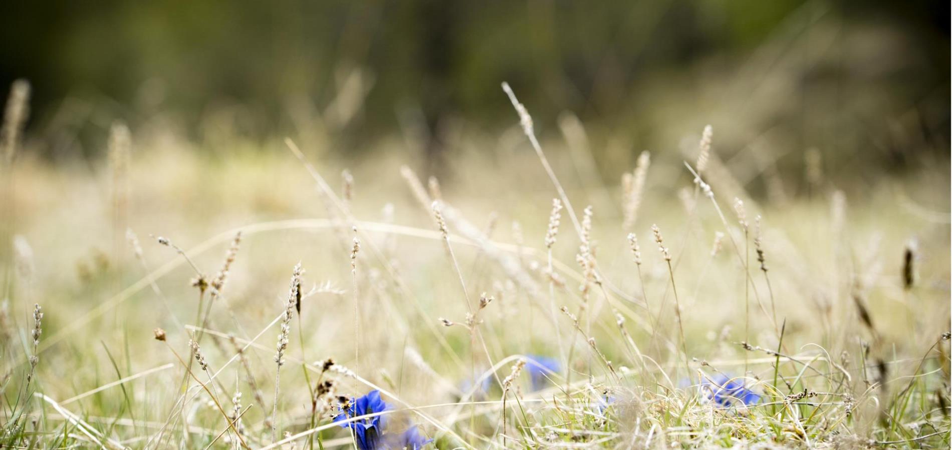 „Naturschätze zu schätzen wissen“