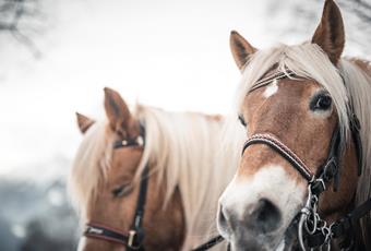 The Haflinger horse