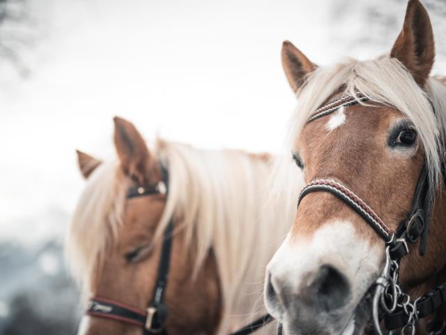 Het haflingerpaard