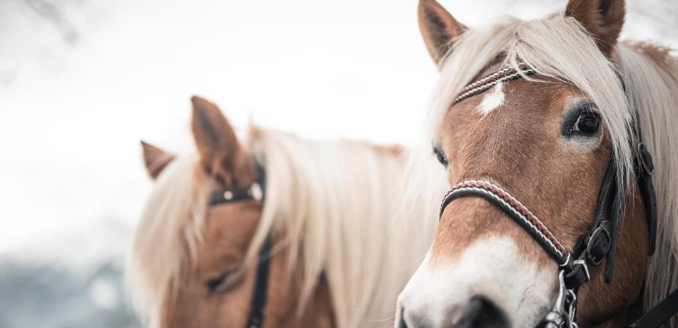 The Haflinger horse