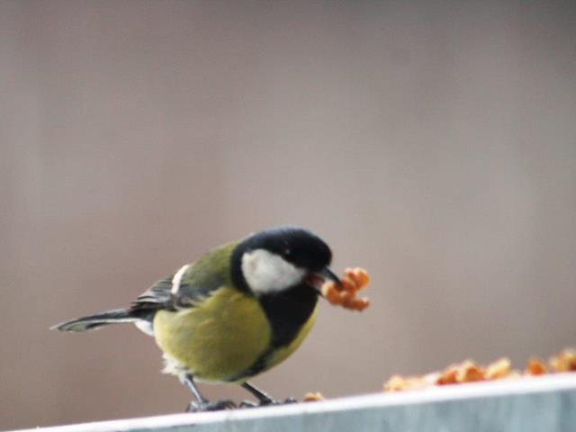 vogel-meise-fruehling-2014-kt-2