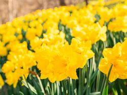 A sea of daffodils