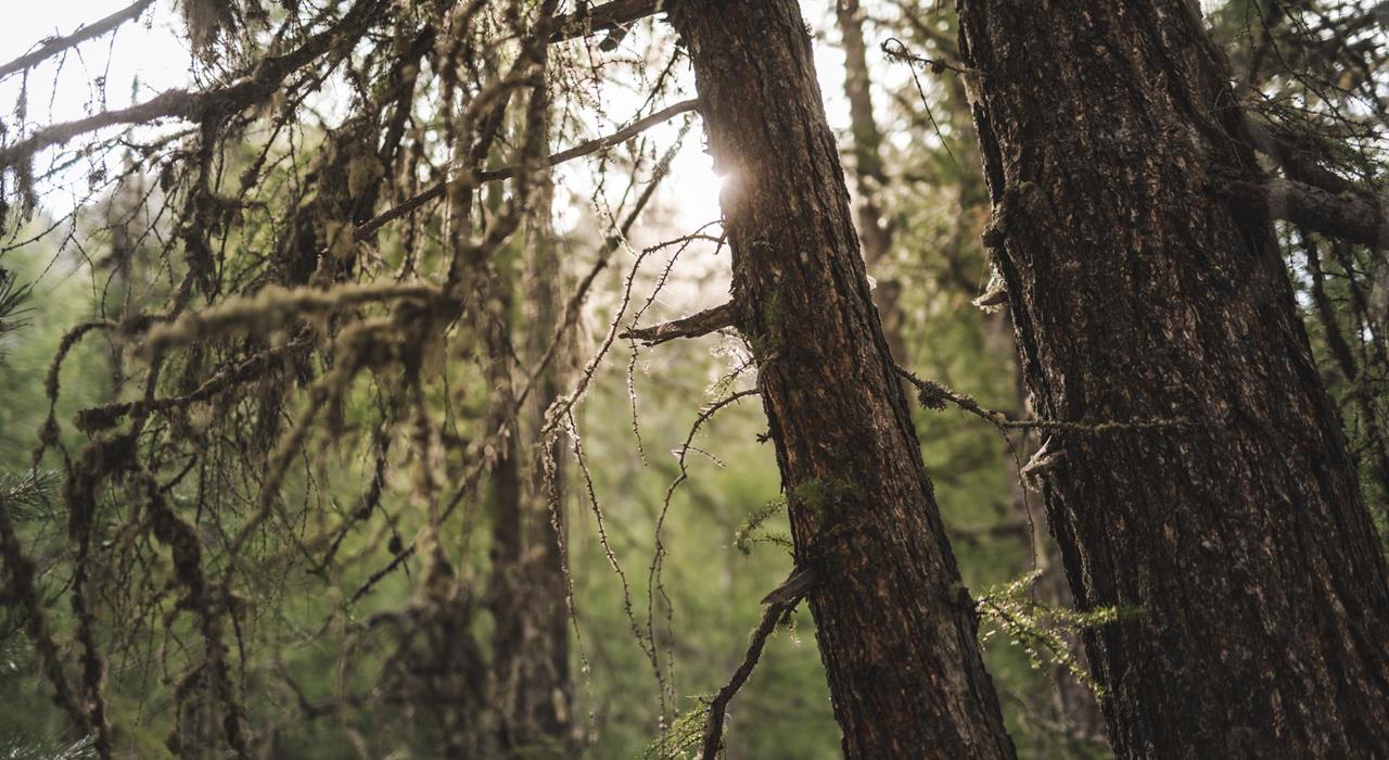 L'orologio degli alberi