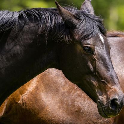 Reiten in Lana und Umgebung