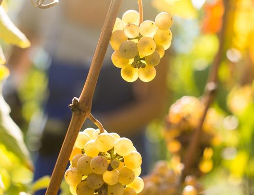 tg-naturns-maria-gapp-falkenstein8