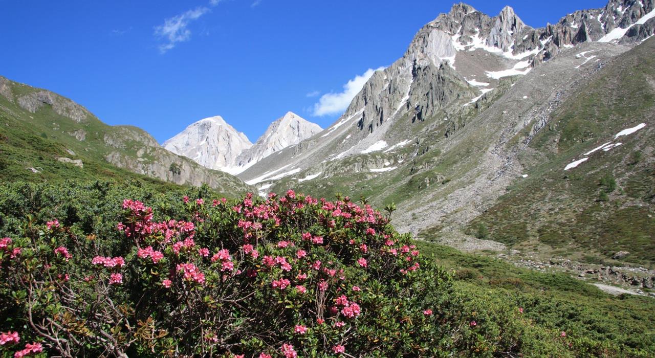 flora-und-fauna-13