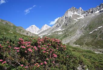 Die Flora im Naturpark Texelgruppe