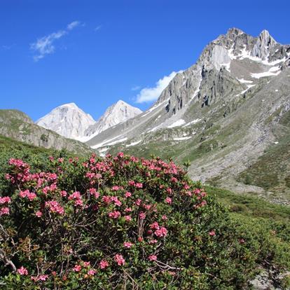 Die Flora im Naturpark Texelgruppe