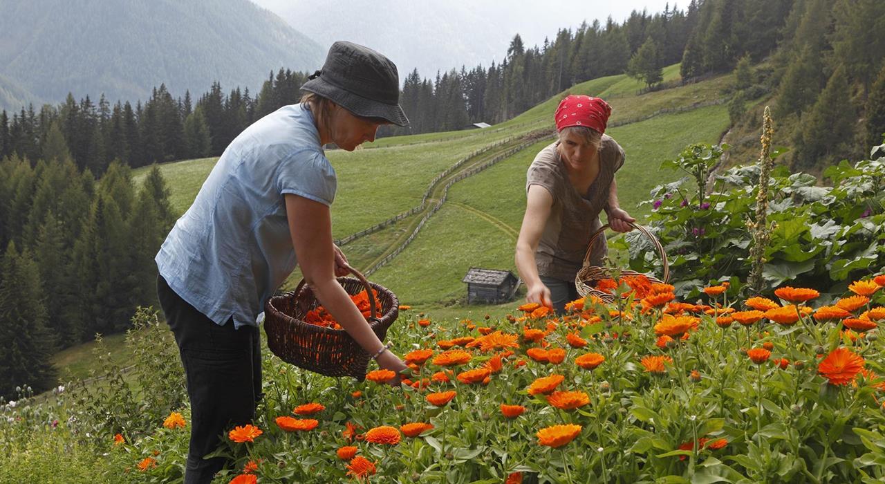 Natur-und-Kultur-Land-und-Leute-Ultental-fb