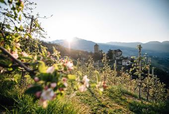 Apple blossom season