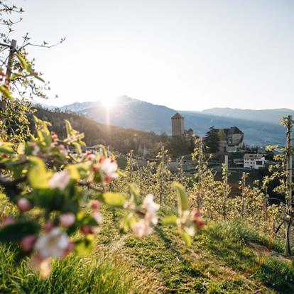 Die Apfelblüte in Dorf Tirol und Meran