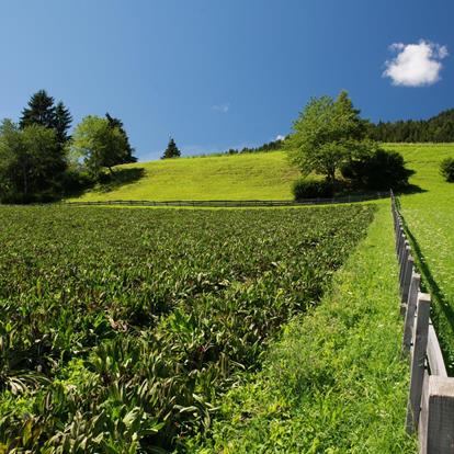 Deutschnonsberg