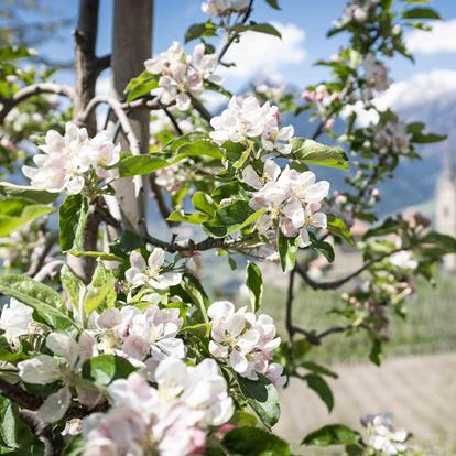 Schenna's apple trees in bloom