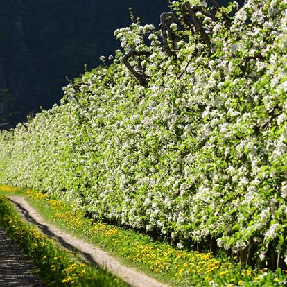 Giuded apple tours at the Grieserhof