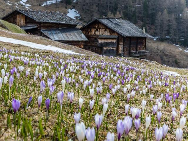 bergfruehling-kurzras-credit-manfred-waldner