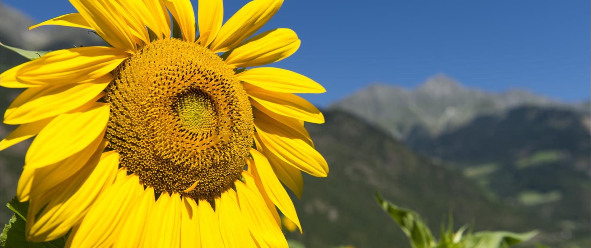 Het weer in Parcines, Rablà en Tel