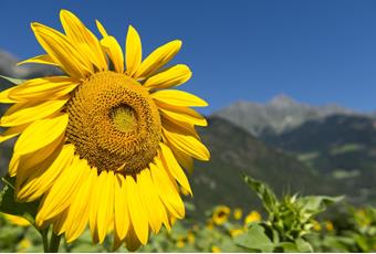 Wetter in Partschins, Rabland und Töll