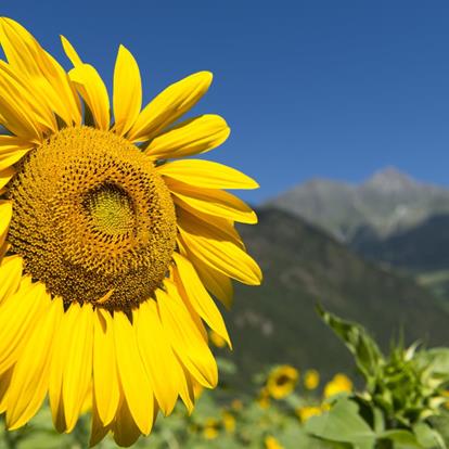 Wetter in Partschins, Rabland und Töll