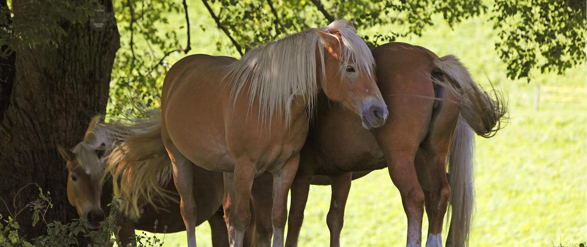 Horse-Riding-Haflinger-horses-Avelengo-Verano-Merano2000-fb