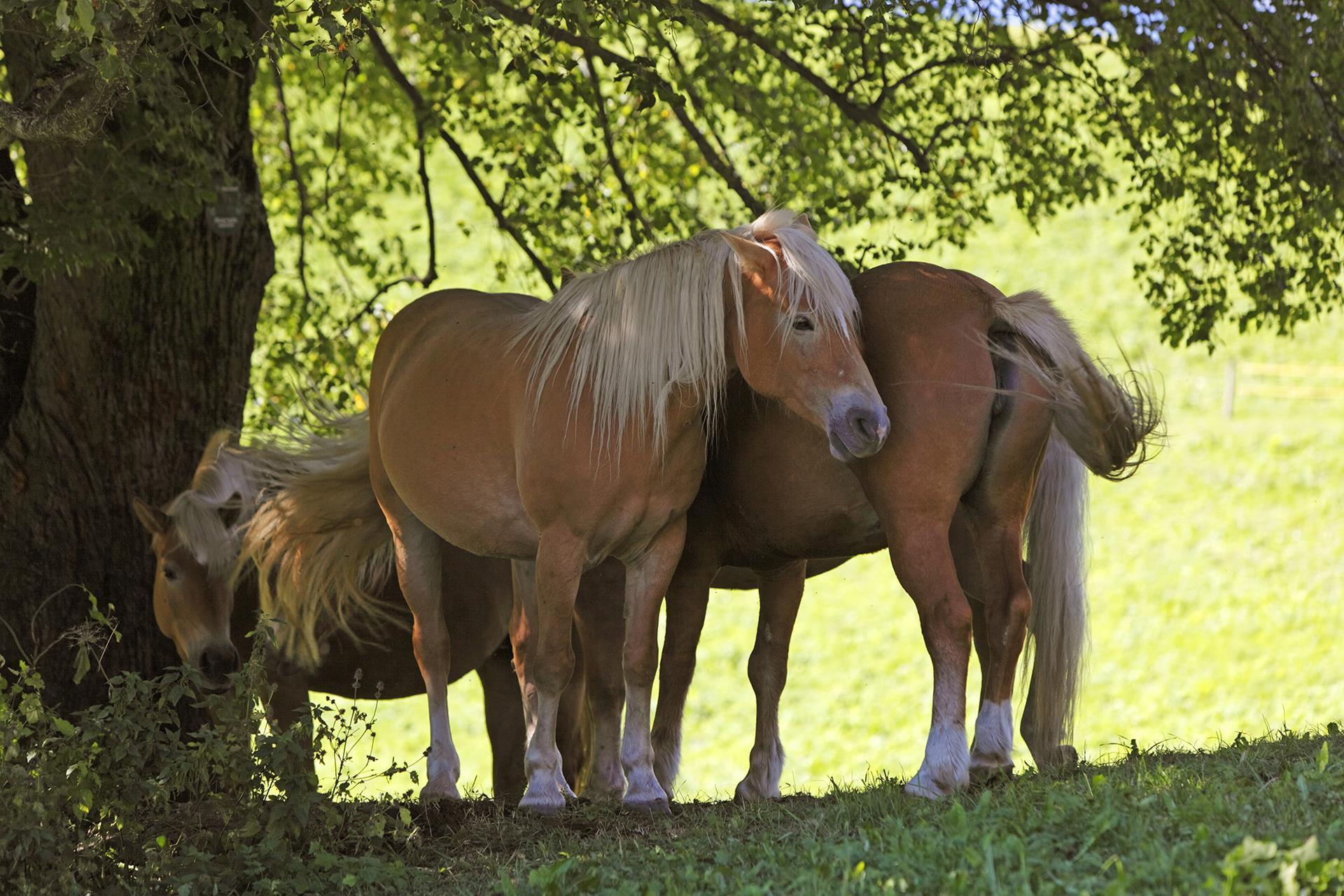 Avelengo, Alto Adige - patria dei cavalli Haflinger