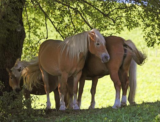 Hafling, Südtirol - Heimat der Haflinger Pferde