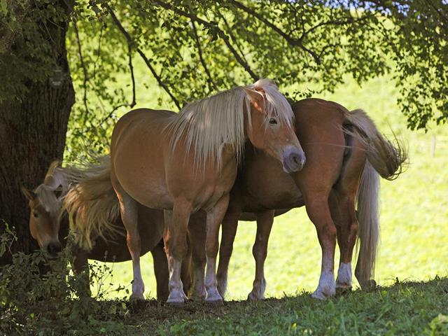 Avelengo, Alto Adige - patria dei cavalli Haflinger