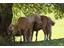 Horse-Riding-Haflinger-horses-Avelengo-Verano-Merano2000-fb