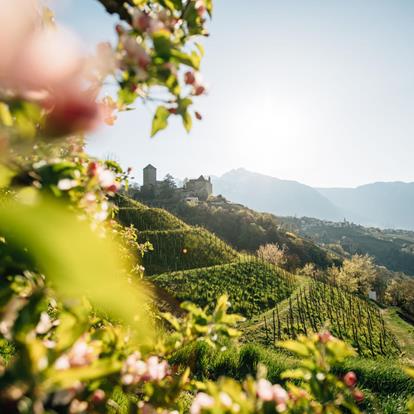 When nature awakens in South Tyrol: