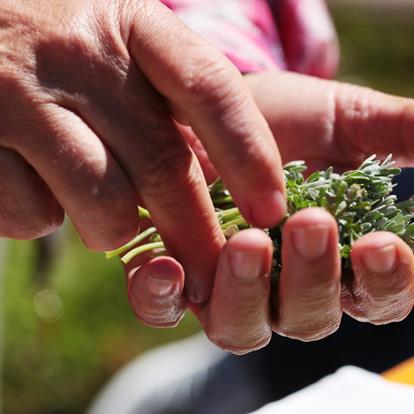 Bräuche zur Sommersonnenwende und zu Johanni