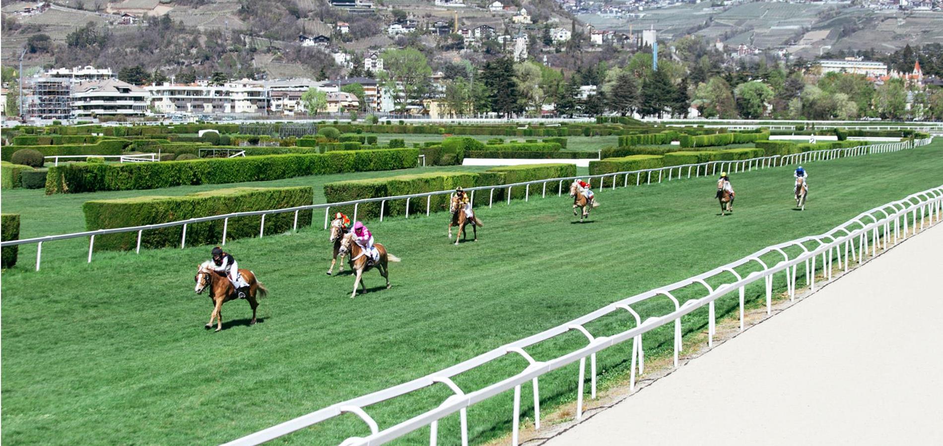 The Haflinger gallop race on Easter Monday in Meran